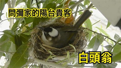 小鳥在陽台築巢|鳥巢看鳥的個性…. 自從去年有白頭翁來我陽台樹上築。